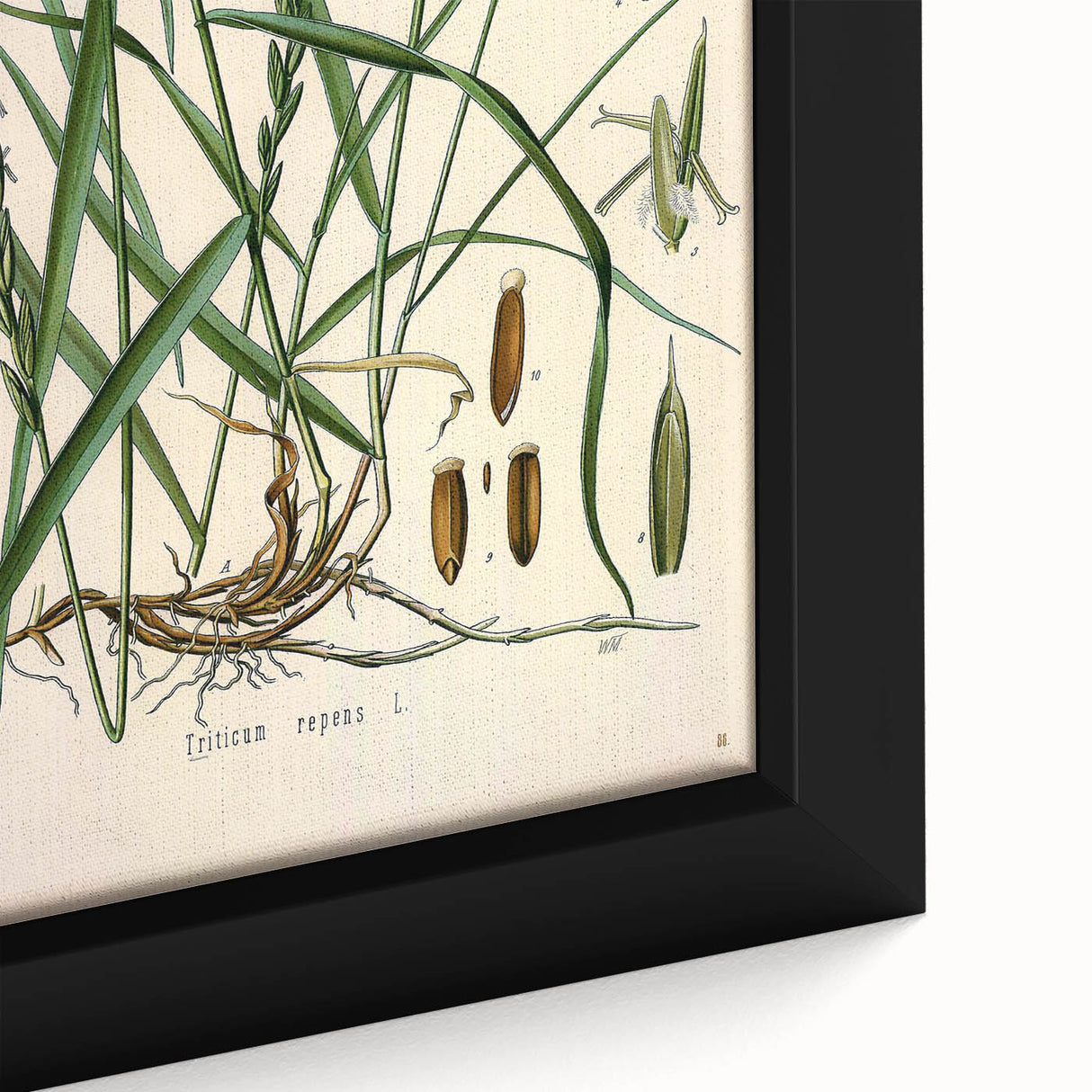 Vintage Botanical Illustration Art – Triticum repens Couch Grass Wall Art