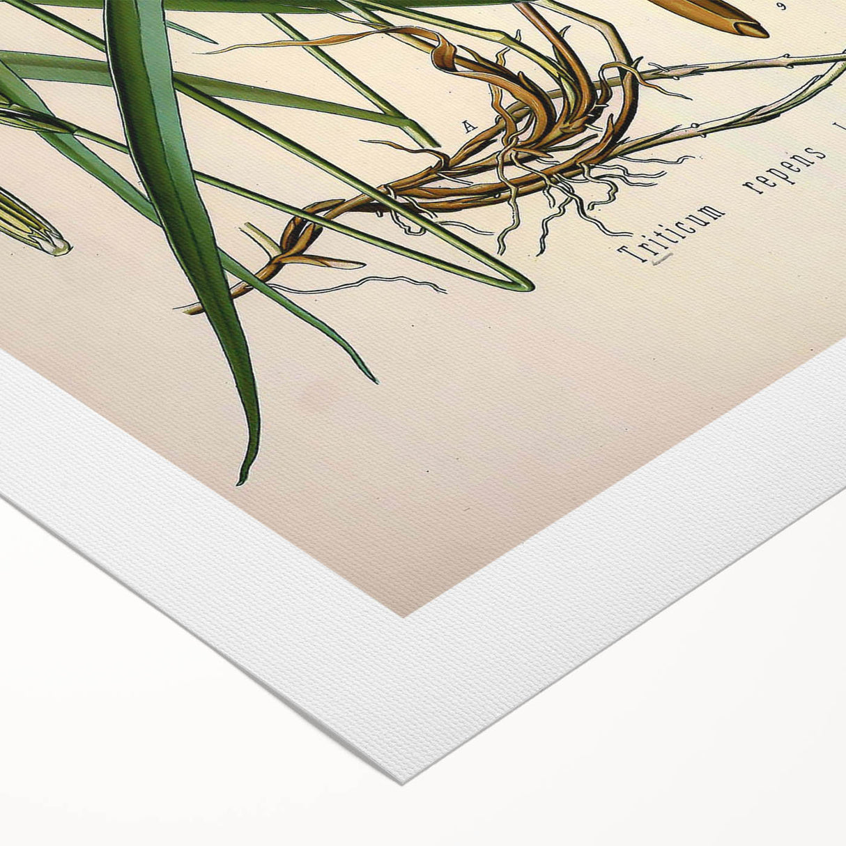 Vintage Botanical Illustration Art – Triticum repens Couch Grass Wall Art