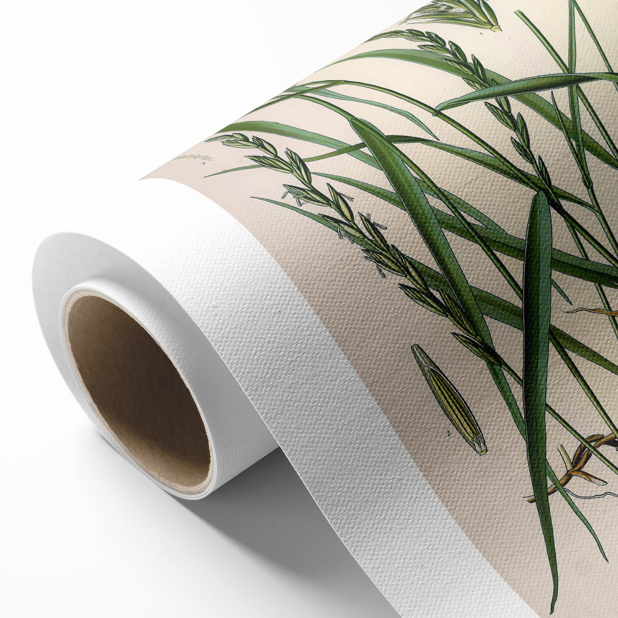 Vintage Botanical Illustration Art – Triticum repens Couch Grass Wall Art