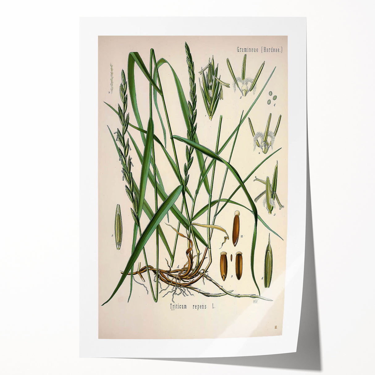 Vintage Botanical Illustration Art – Triticum repens Couch Grass Wall Art