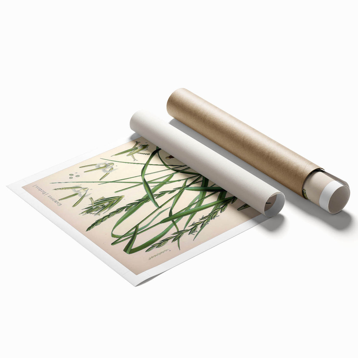 Vintage Botanical Illustration Art – Triticum repens Couch Grass Wall Art