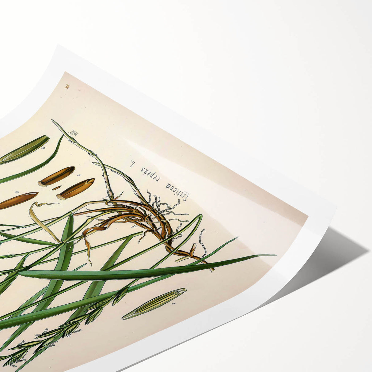 Vintage Botanical Illustration Art – Triticum repens Couch Grass Wall Art