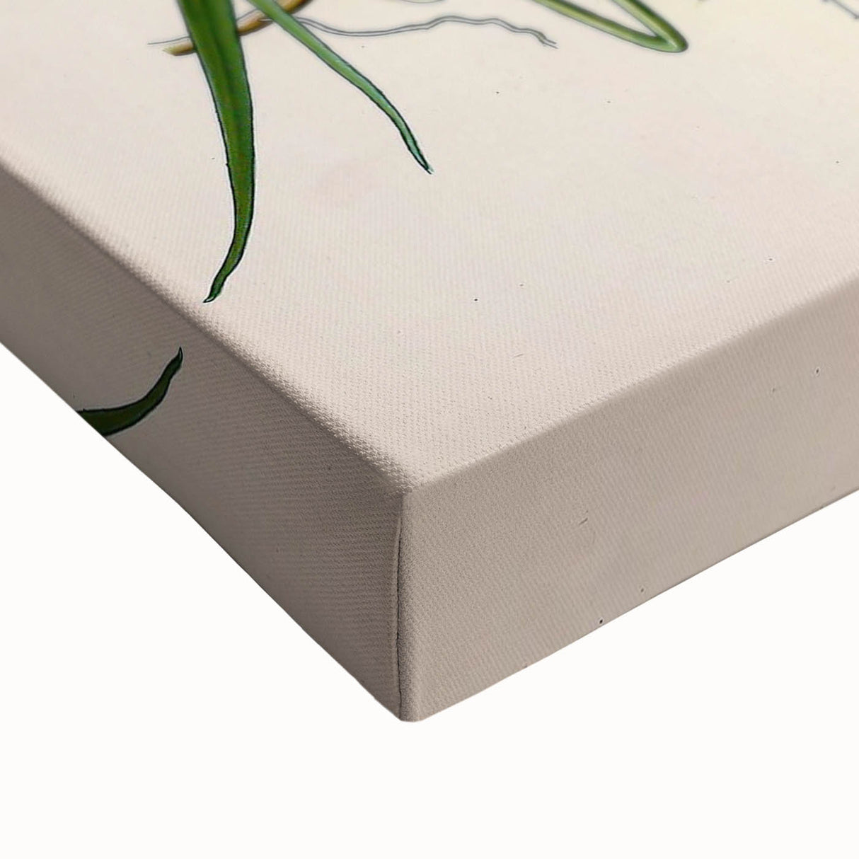 Vintage Botanical Illustration Art – Triticum repens Couch Grass Wall Art