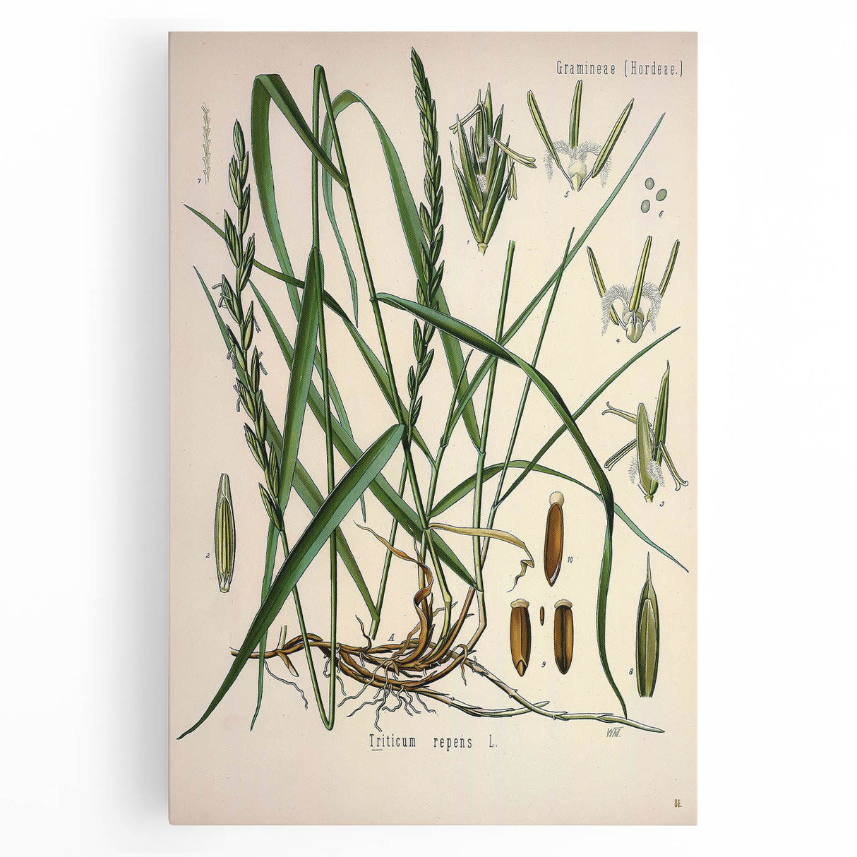 Vintage Botanical Illustration Art – Triticum repens Couch Grass Wall Art