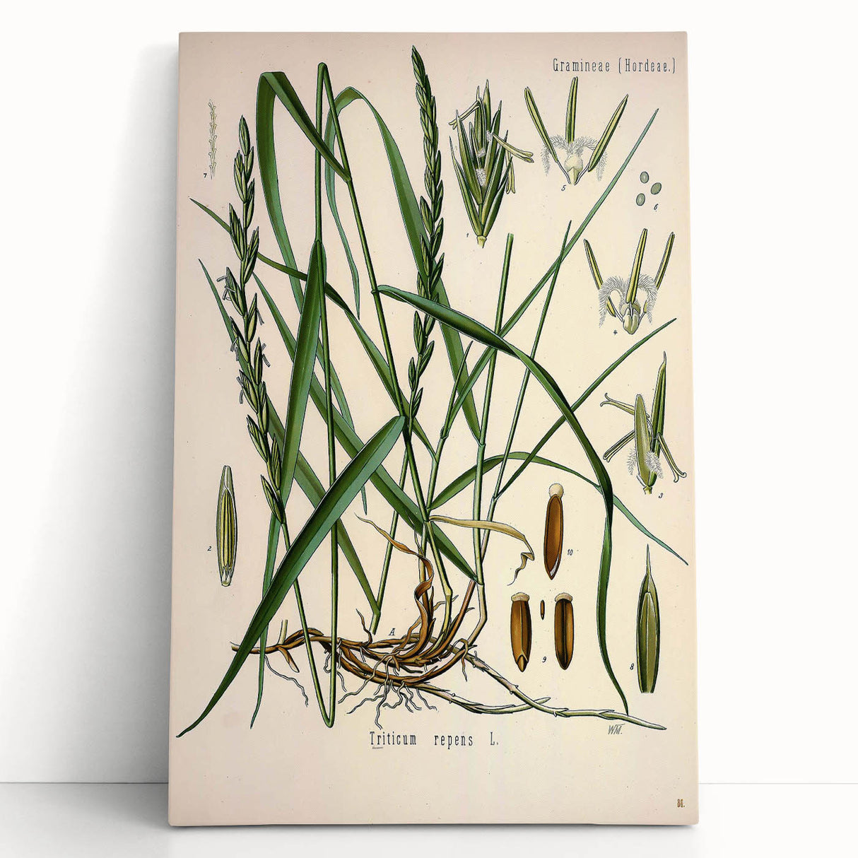 Vintage Botanical Illustration Art – Triticum repens Couch Grass Wall Art