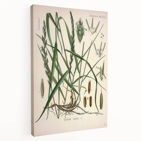 Vintage Botanical Illustration Art – Triticum repens Couch Grass Wall Art