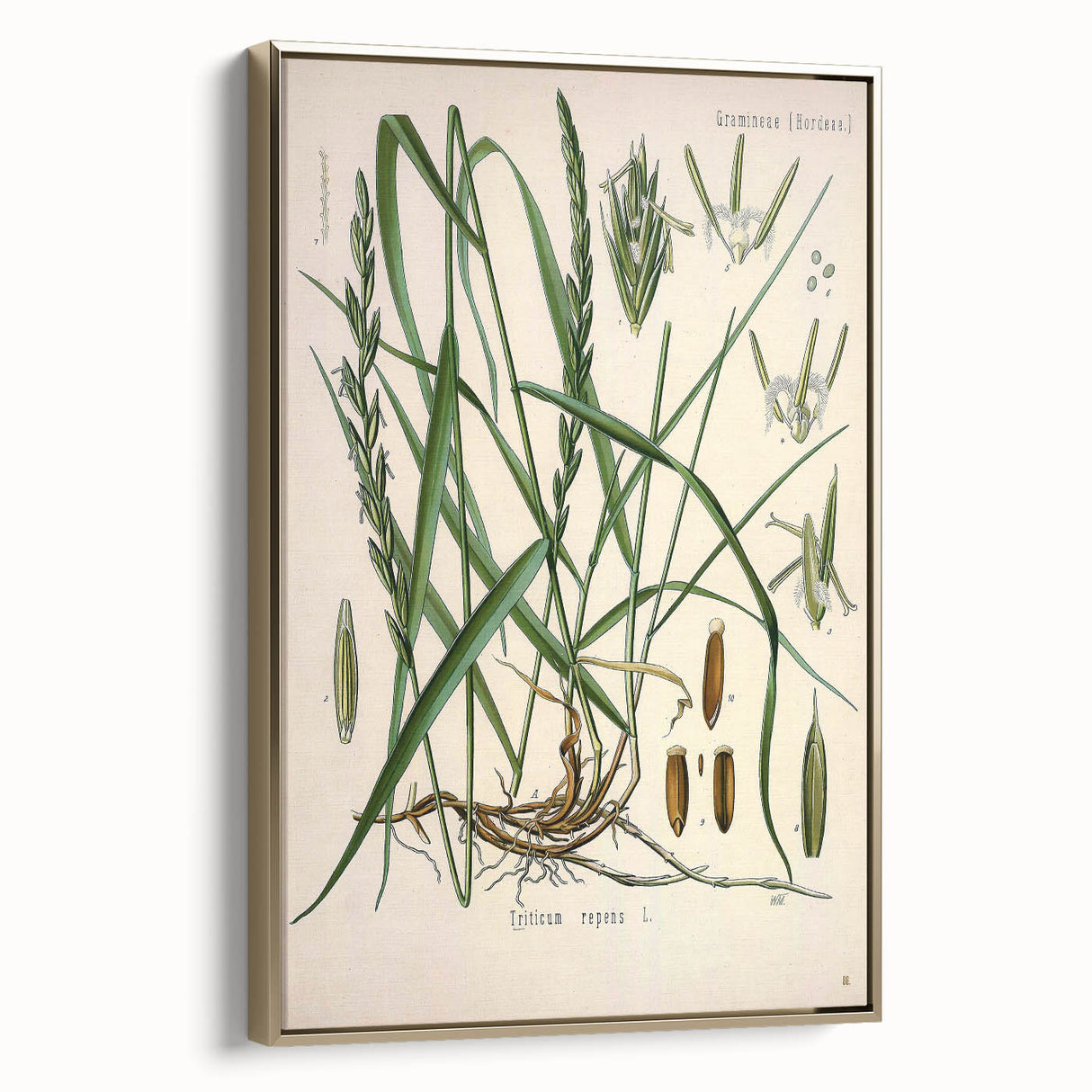 Vintage Botanical Illustration Art – Triticum repens Couch Grass Wall Art