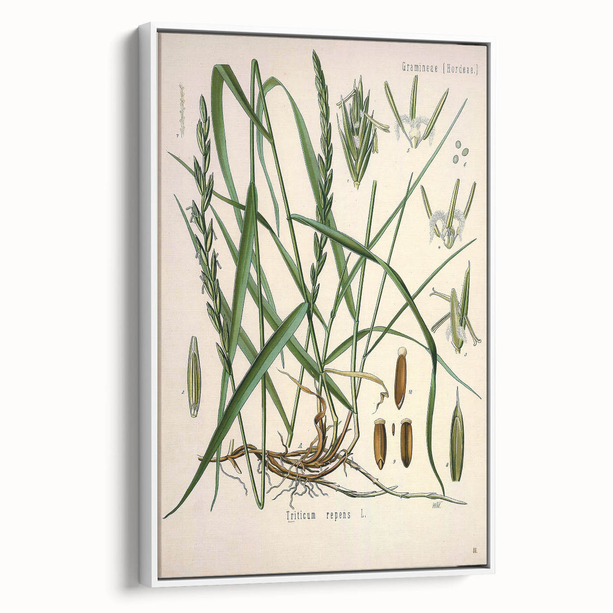 Vintage Botanical Illustration Art – Triticum repens Couch Grass Wall Art