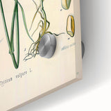 Vintage Botanical Illustration Art – Triticum vulgare Wheat Wall Art