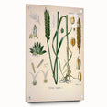 Vintage Botanical Illustration Art – Triticum vulgare Wheat Wall Art