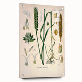 Vintage Botanical Illustration Art – Triticum vulgare Wheat Wall Art