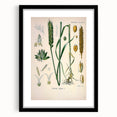 Vintage Botanical Illustration Art – Triticum vulgare Wheat Wall Art