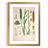Vintage Botanical Illustration Art – Triticum vulgare Wheat Wall Art