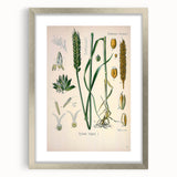 Vintage Botanical Illustration Art – Triticum vulgare Wheat Wall Art