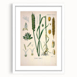 Vintage Botanical Illustration Art – Triticum vulgare Wheat Wall Art