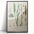 Vintage Botanical Illustration Art – Triticum vulgare Wheat Wall Art