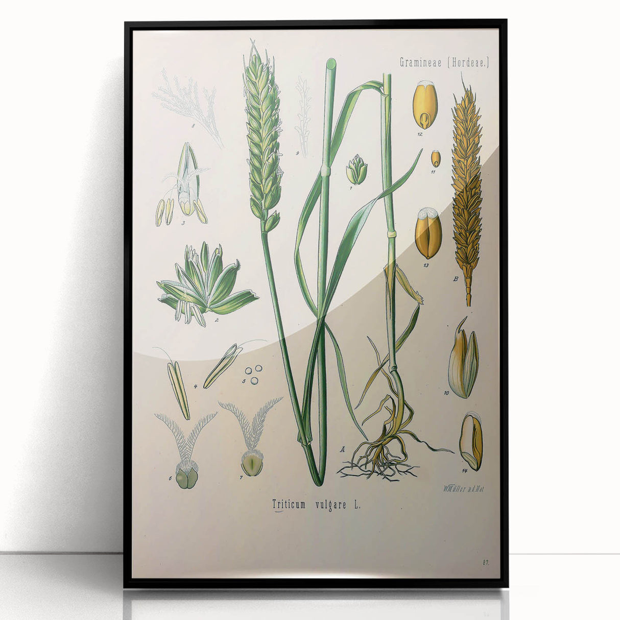 Vintage Botanical Illustration Art – Triticum vulgare Wheat Wall Art