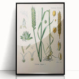 Vintage Botanical Illustration Art – Triticum vulgare Wheat Wall Art
