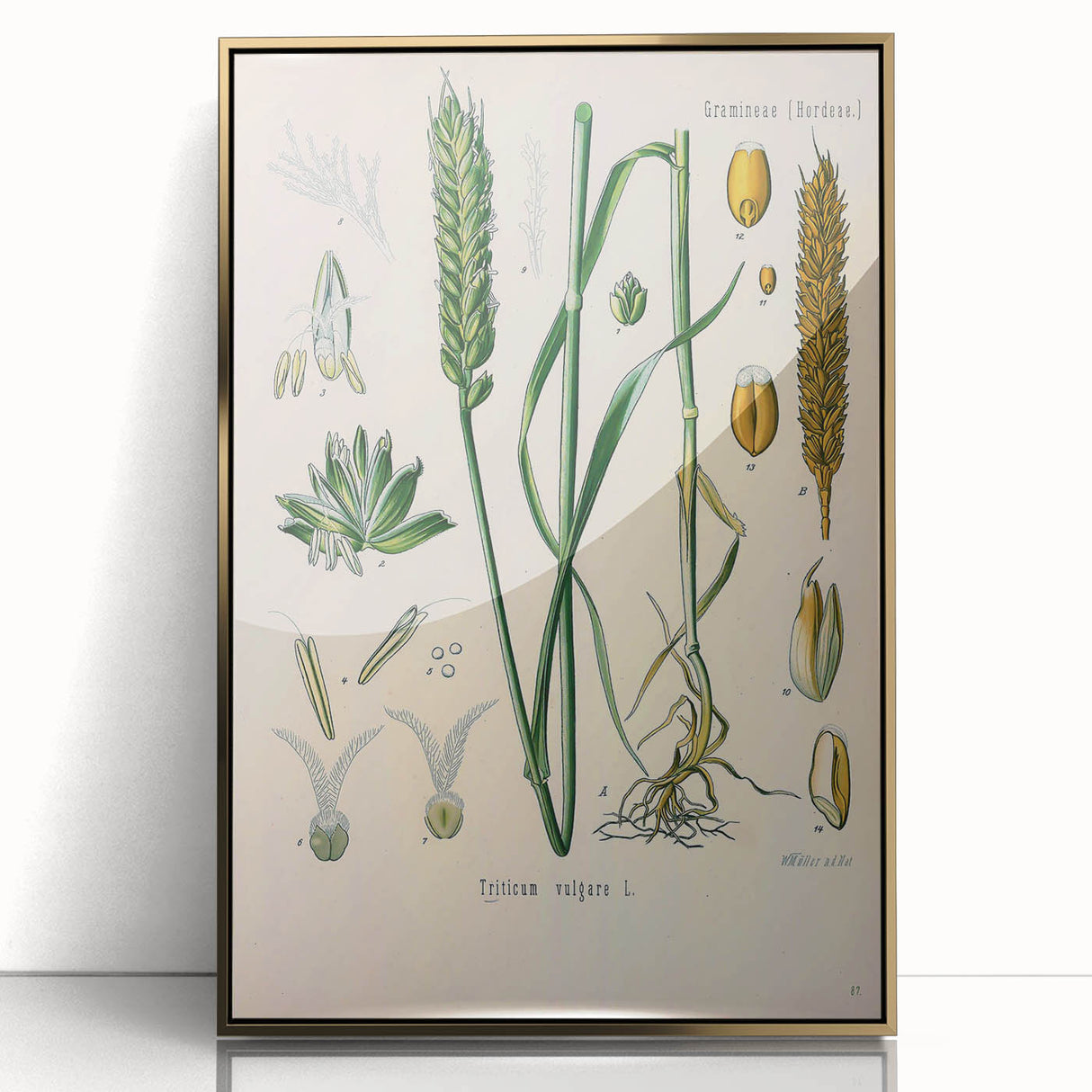 Vintage Botanical Illustration Art – Triticum vulgare Wheat Wall Art