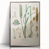 Vintage Botanical Illustration Art – Triticum vulgare Wheat Wall Art