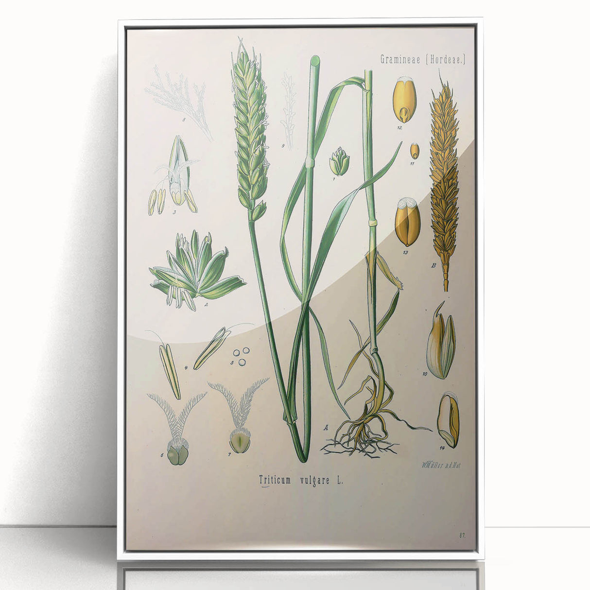 Vintage Botanical Illustration Art – Triticum vulgare Wheat Wall Art