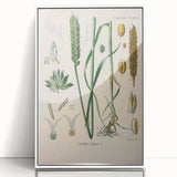 Vintage Botanical Illustration Art – Triticum vulgare Wheat Wall Art