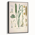 Vintage Botanical Illustration Art – Triticum vulgare Wheat Wall Art