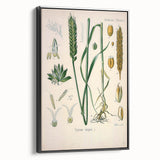 Vintage Botanical Illustration Art – Triticum vulgare Wheat Wall Art