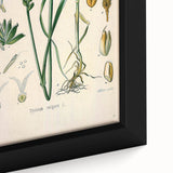 Vintage Botanical Illustration Art – Triticum vulgare Wheat Wall Art