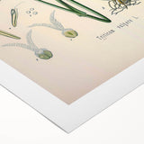 Vintage Botanical Illustration Art – Triticum vulgare Wheat Wall Art