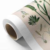 Vintage Botanical Illustration Art – Triticum vulgare Wheat Wall Art