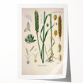 Vintage Botanical Illustration Art – Triticum vulgare Wheat Wall Art