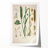 Vintage Botanical Illustration Art – Triticum vulgare Wheat Wall Art