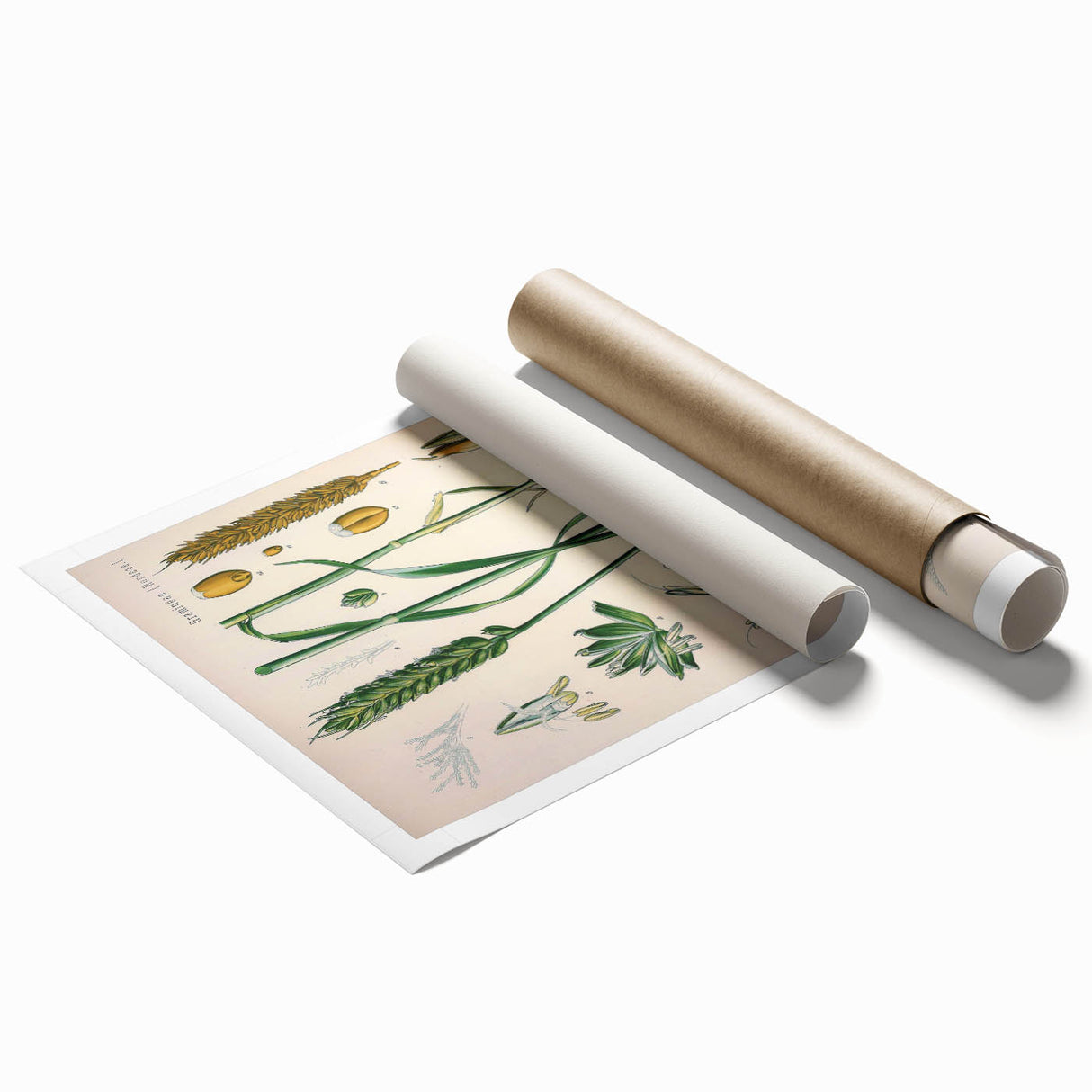 Vintage Botanical Illustration Art – Triticum vulgare Wheat Wall Art