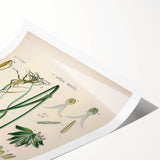 Vintage Botanical Illustration Art – Triticum vulgare Wheat Wall Art