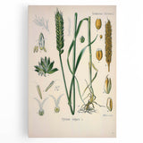 Vintage Botanical Illustration Art – Triticum vulgare Wheat Wall Art