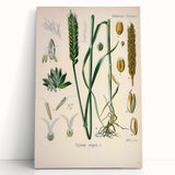 Vintage Botanical Illustration Art – Triticum vulgare Wheat Wall Art
