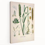 Vintage Botanical Illustration Art – Triticum vulgare Wheat Wall Art