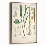 Vintage Botanical Illustration Art – Triticum vulgare Wheat Wall Art