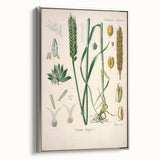 Vintage Botanical Illustration Art – Triticum vulgare Wheat Wall Art