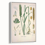 Vintage Botanical Illustration Art – Triticum vulgare Wheat Wall Art