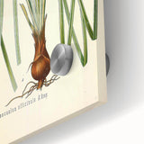 Vintage Botanical Illustration of Schoenocaulon – Botanical Art