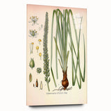 Vintage Botanical Illustration of Schoenocaulon – Botanical Art