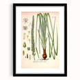 Vintage Botanical Illustration of Schoenocaulon – Botanical Art