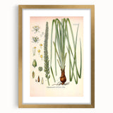 Vintage Botanical Illustration of Schoenocaulon – Botanical Art