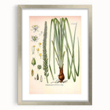 Vintage Botanical Illustration of Schoenocaulon – Botanical Art