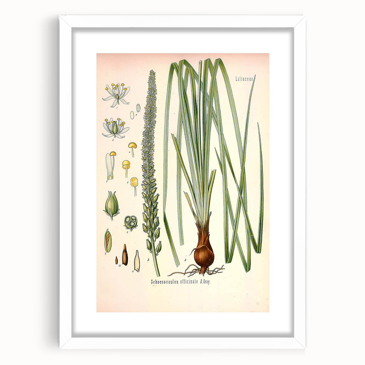 Vintage Botanical Illustration of Schoenocaulon – Botanical Art