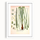 Vintage Botanical Illustration of Schoenocaulon – Botanical Art