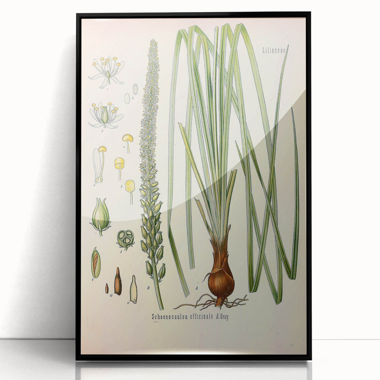 Vintage Botanical Illustration of Schoenocaulon – Botanical Art