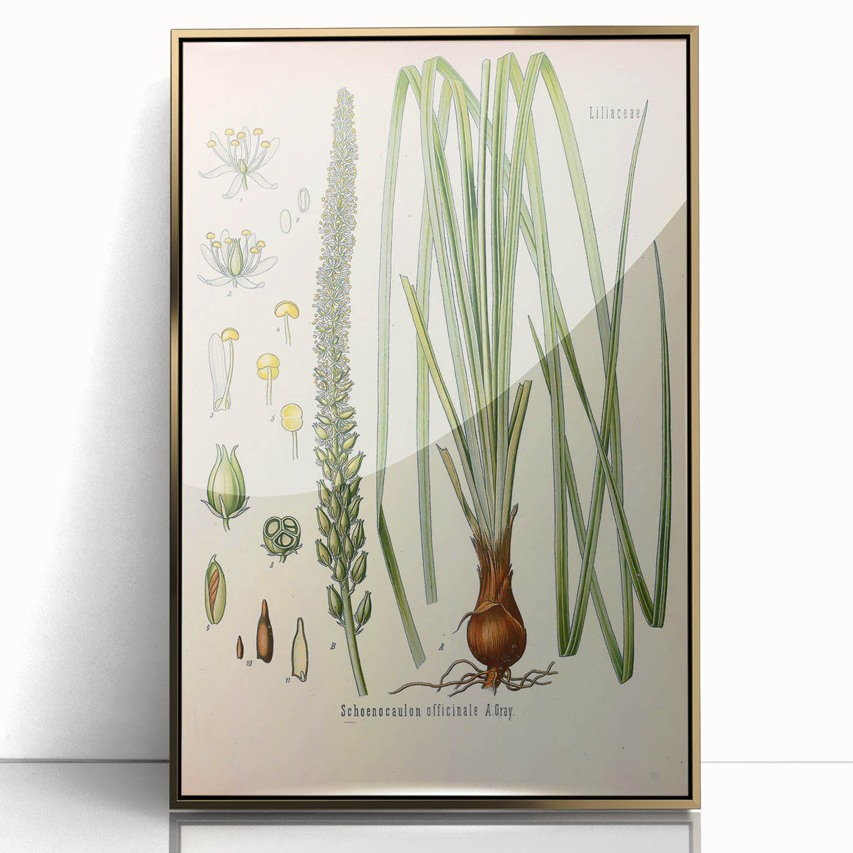 Vintage Botanical Illustration of Schoenocaulon – Botanical Art